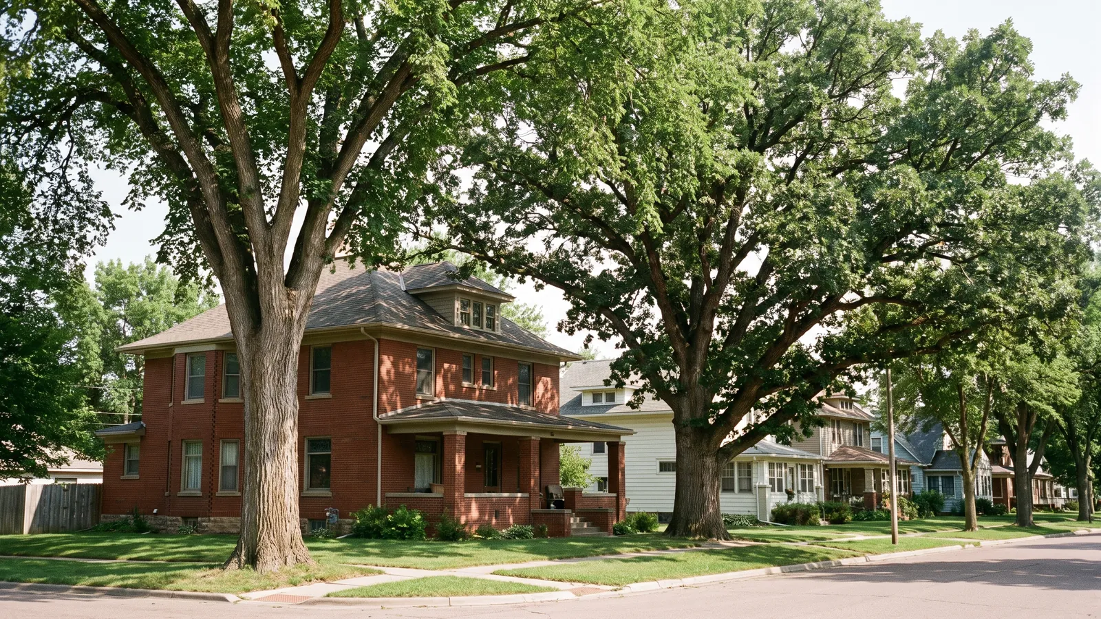 Large American elm and bur oak canopy shading an older home and lawn in Sioux Falls