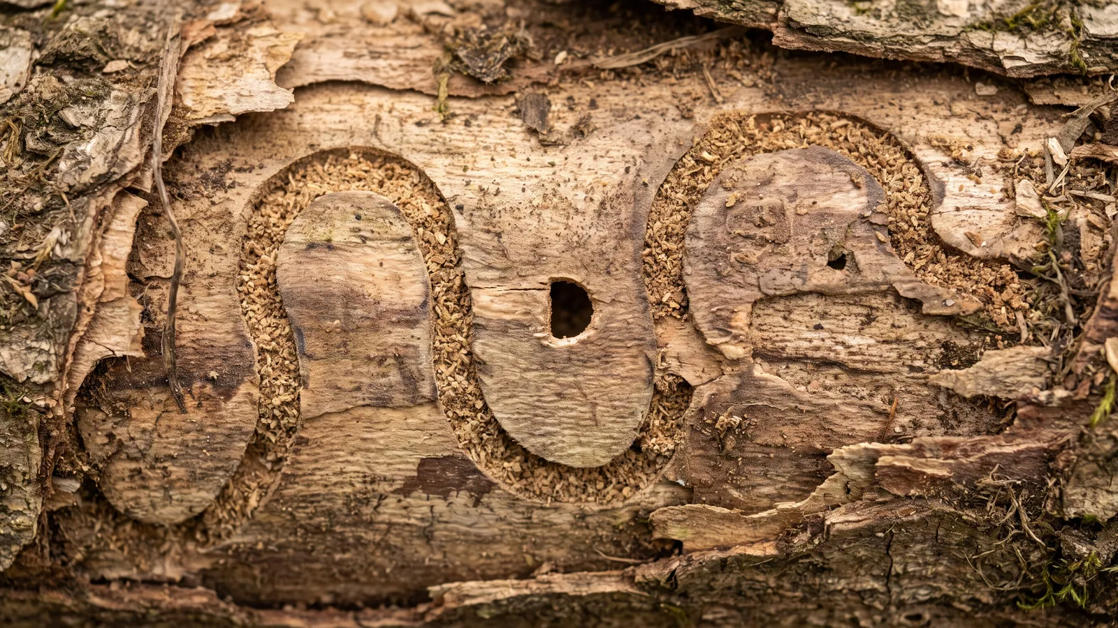 Close-up of S-shaped emerald ash borer larval galleries under peeled ash bark with a D-shaped exit hole